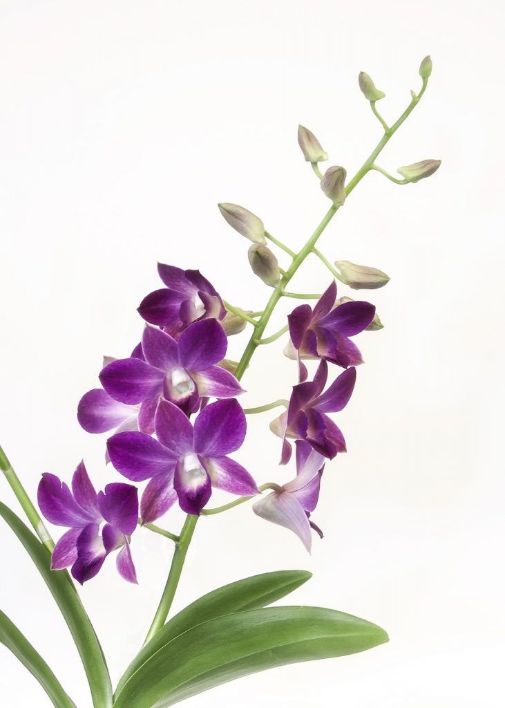 orquídea cambria