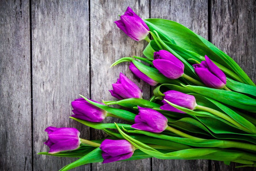 bouquet of purple tulips on a rustic background