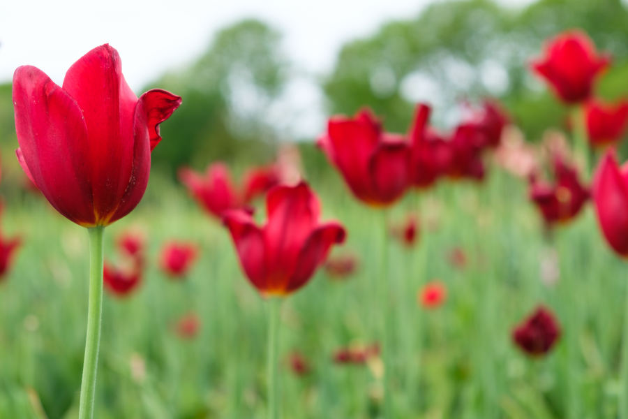 group of red tulips in the park