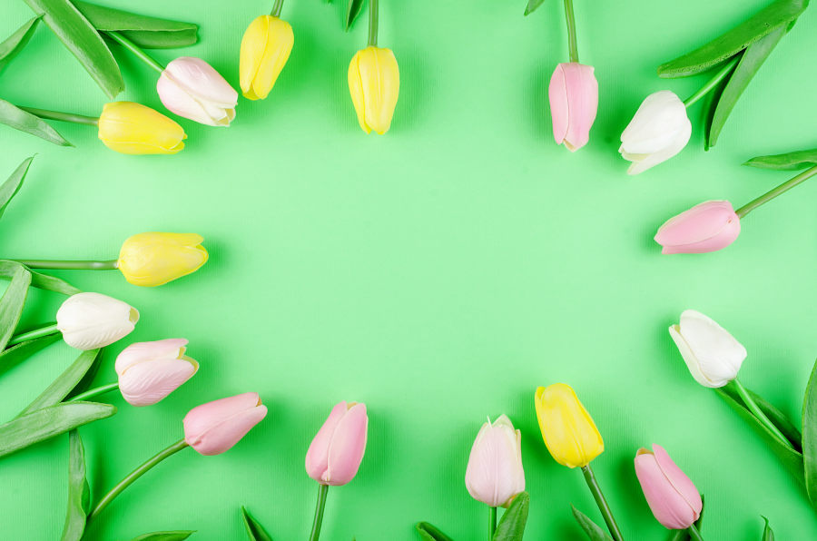 bouquet of pastel tulips on green background.