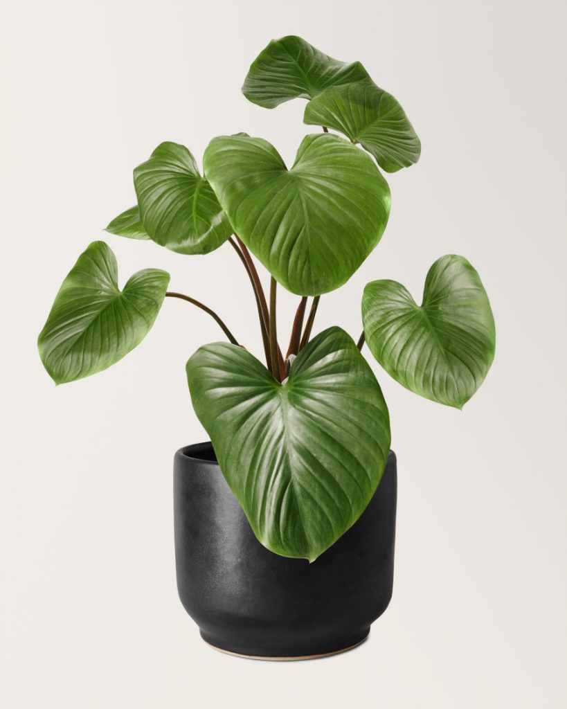 philodendron baño