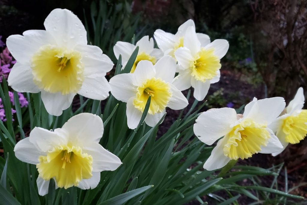 Diciembre, mes floral del Narciso | Floresther Abejeras