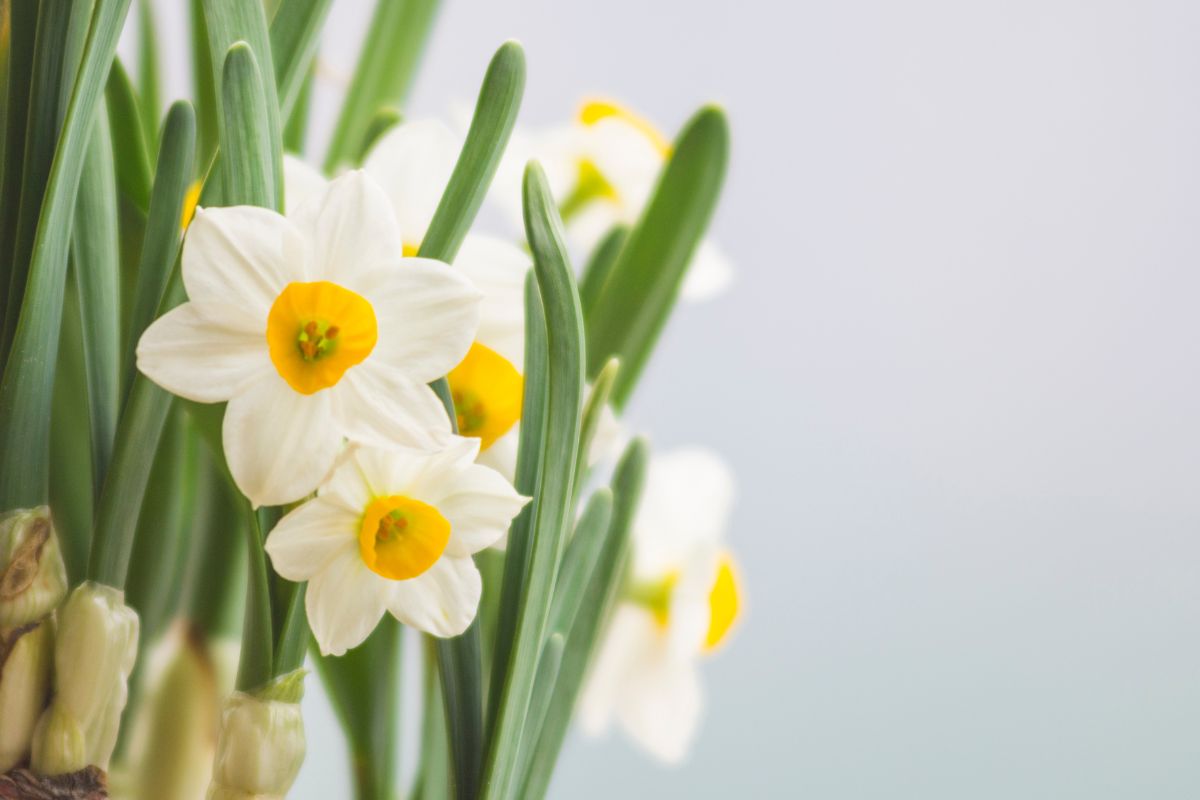 Diciembre, mes floral del Narciso | Floresther Abejeras